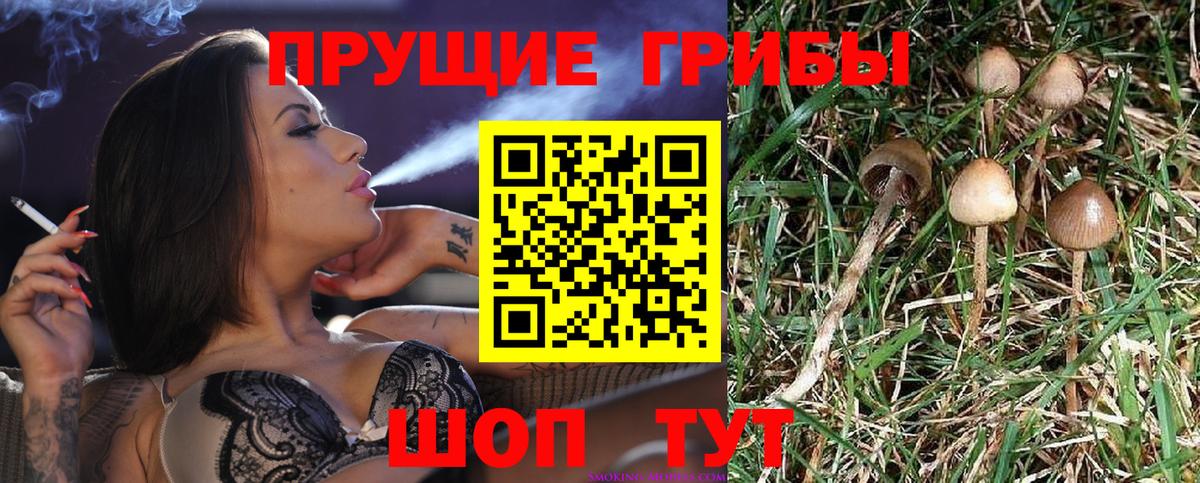 Галлюциногенные грибы Psilocybine cubensis Джанкой